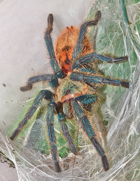 istock Chromatopelma cyaneopubescens tarantula in the web macro 469234208