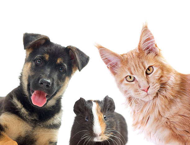 istock kitten and puppy and guinea pig looking 469234292