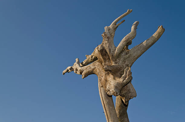 istock Strange wooden formation in the summer 469234552