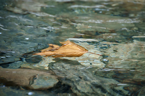 Floating leaf on a creek in Northern Greece..
