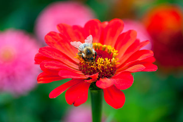 istock Bee on zinnia flower 469235284