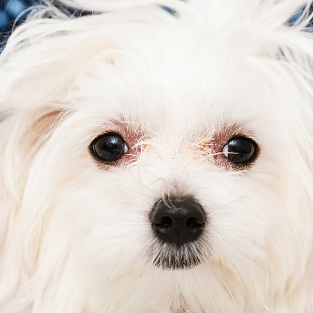 istock Maltese puppy 469235490