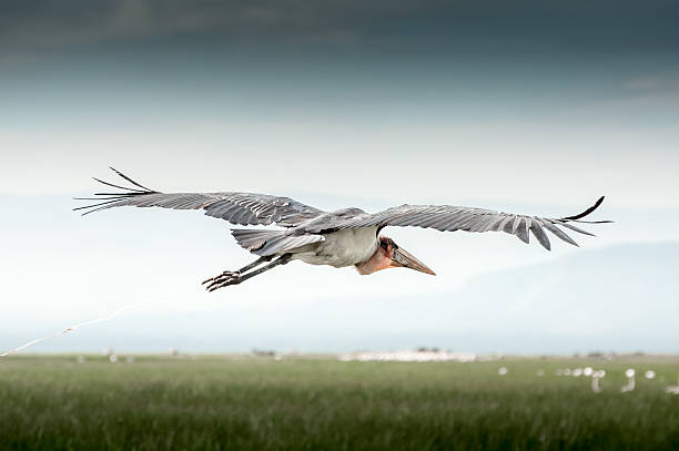 Marabou Stork in Flight over Lake Nakuru A Marabou Stork in flight over Lake Nakuru, while a fishing line dangles from his leg. The wings are spread open wide. Below the stork is green reeds that grow in the lake, and grey misty clouds above and in front. lake nakuru national park stock pictures, royalty-free photos & images