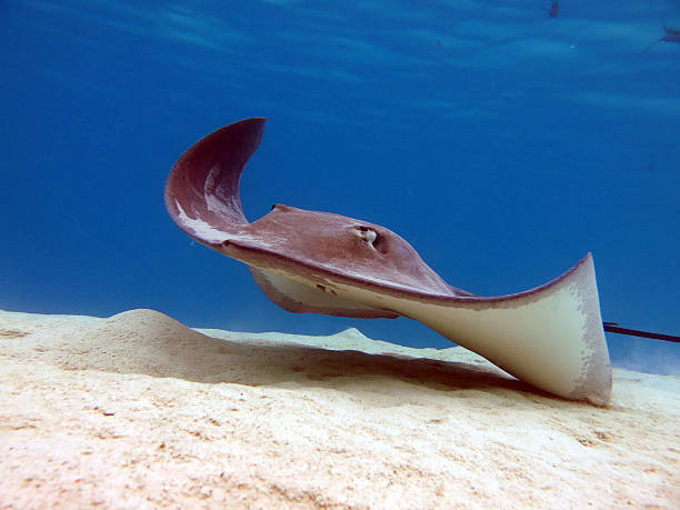 istock South Pacific Stingray on the island of Moorea. 469237680
