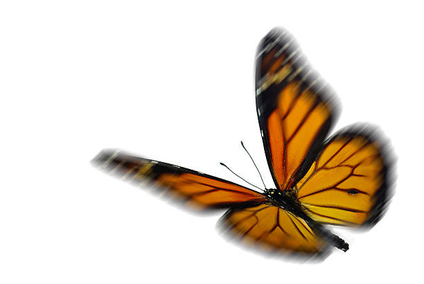 istock monarch butterfly with motion blur 469238188