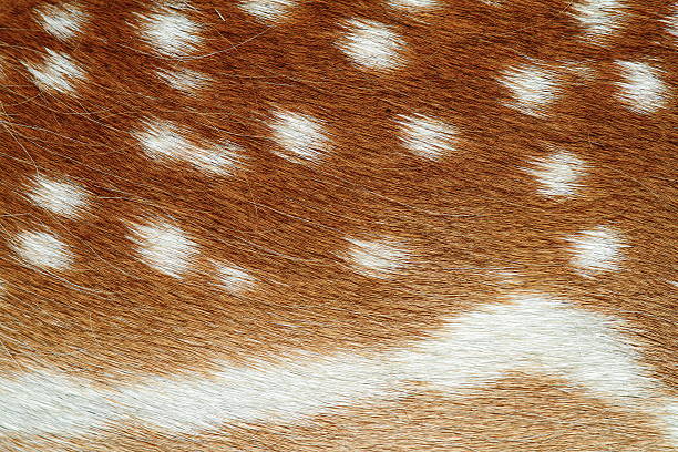 schöne struktur des damhirsch pelt  - fallow deer fawn deer fallow field stock-fotos und bilder