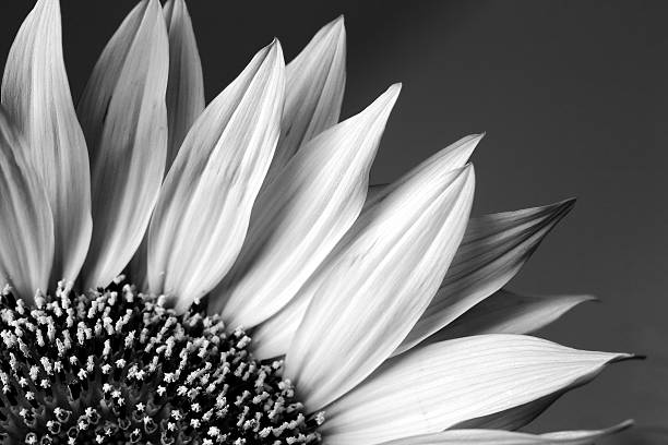 sunflower in black and white.