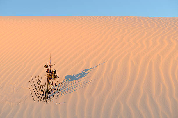 yucca planta de rizado arena en la luz de la mañana - single flower flower desert new mexico fotografías e imágenes de stock