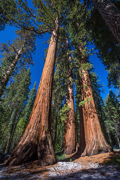 istock Giant Trees in Yosemite National Park 469239604