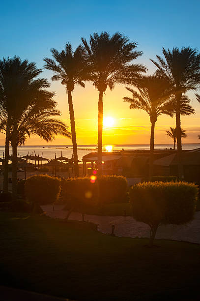 istock South sunset. Colorful sky and palm. 469240086