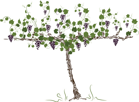 Grape tree