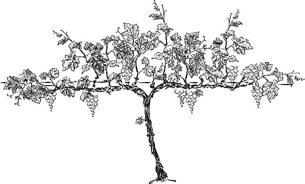 grape tree grape tree vine plant illustrations stock illustrations