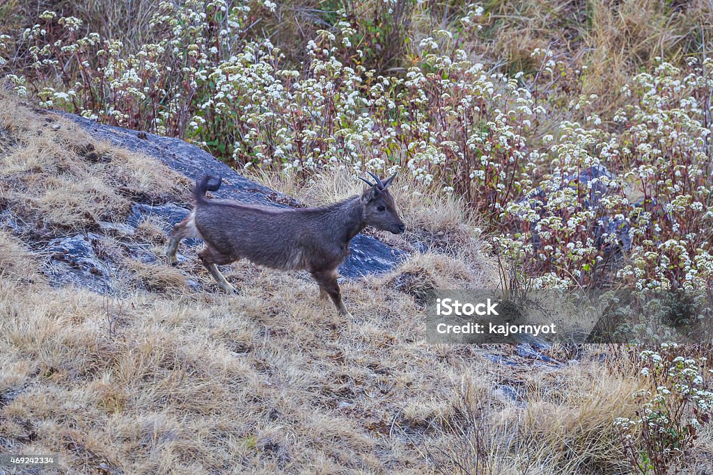 Goral (Naemorhedus caudatus)  in nature Running of  rare vulnerable species in IUCN of Threatened species Red List Goral (Naemorhedus caudatus)  in nature at Inthanon national park, Chiangmai, Thailand 2015 Stock Photo