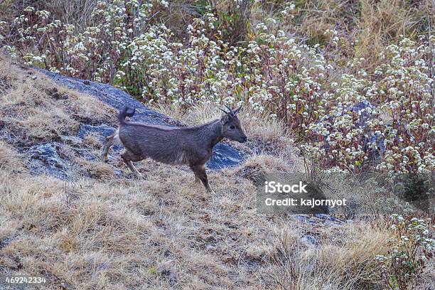 Goral In Nature Stock Photo - Download Image Now - 2015, Animal, Animal Body Part