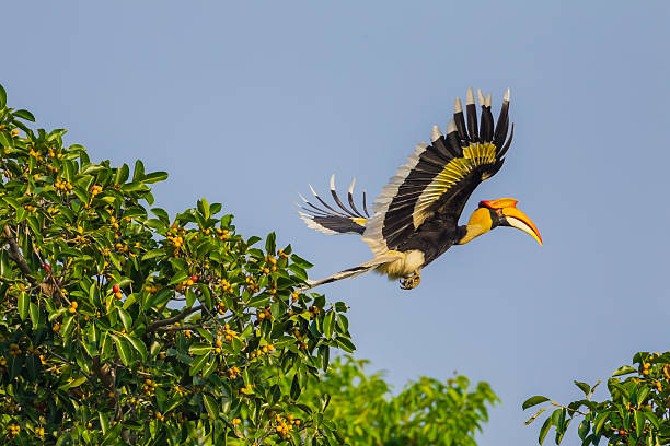 flying doppelhornvogel  - doppelhornvogel stock-fotos und bilder