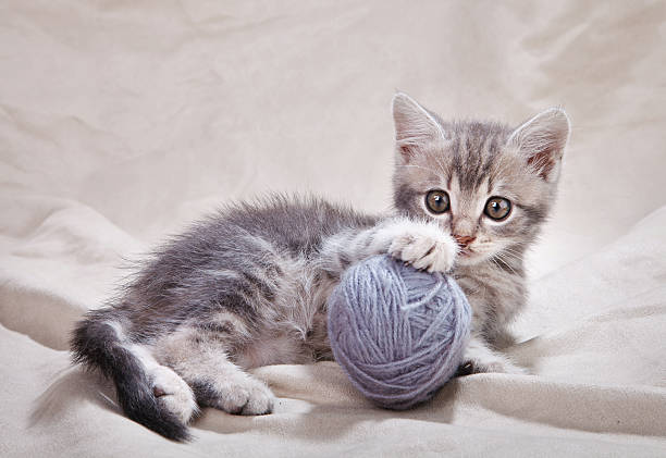 istock playful  kitten with gray ball 469245694