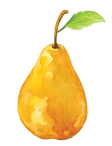 Vector illustration of Watercolor pear fruit whole with leaf closeup isolated