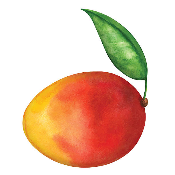 Watercolor mango fruit whole with leaf closeup isolated Watercolor mango fruit whole and green leaf closeup isolated on white background. Hand painting on paper - vector illustration mango fruit drawing stock illustrations