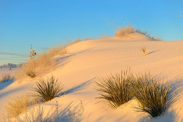istock Desert Sand Dune in Early Morning Light 469246720