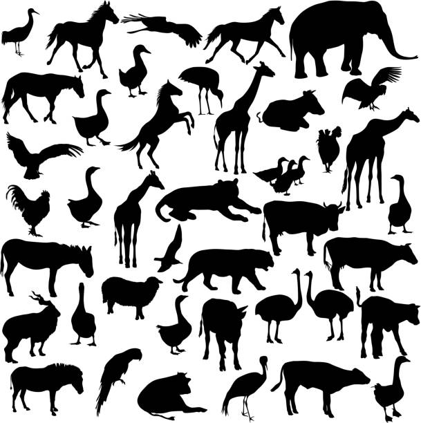 silhouettes  animals and birds in the zoo collection Set  silhouettes  animals and birds in the zoo collection. Vector illustration. ostrich silhouette stock illustrations