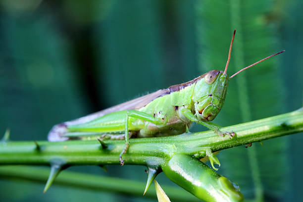 istock Green Grasshopper on the plant 469247336