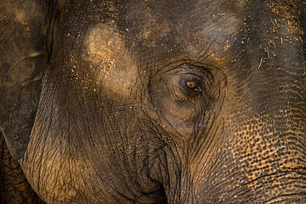 istock Elephant Eye Close Mediu, Shot 469247388
