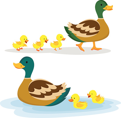 Vector illustration of Mallard duck and baby ducklings.