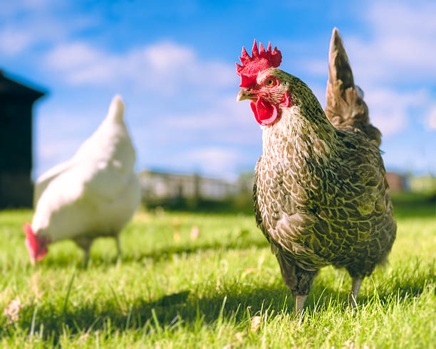 freilandhuhn hühner im freien - freilandhuhn stock-fotos und bilder