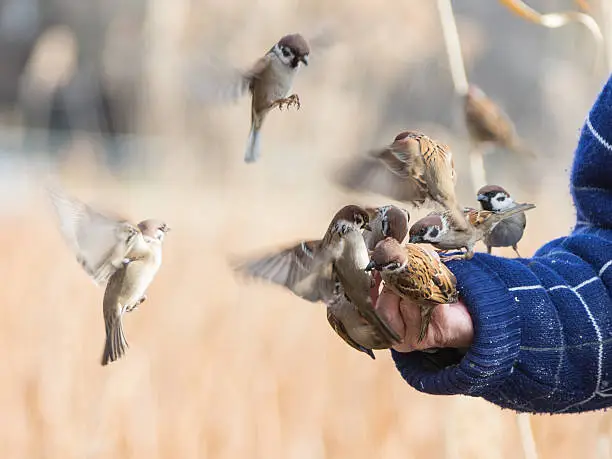 Photo of sparrows sitting down on the arm