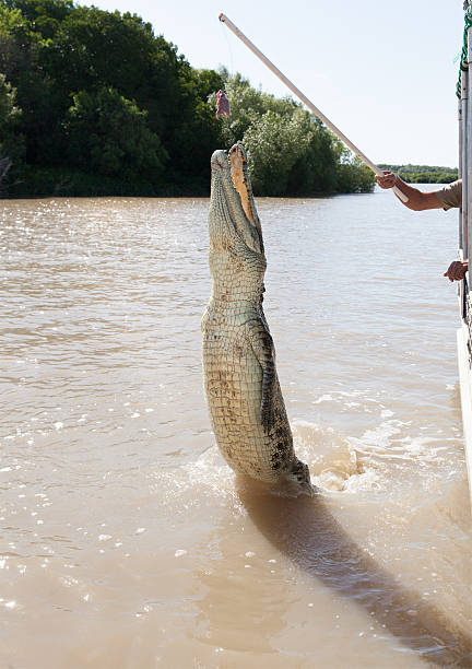 istock jumping crocodiles Aidelaide river Australia 469251566