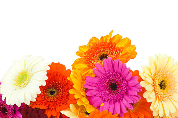 istock Mix of gerber flowers 469252336