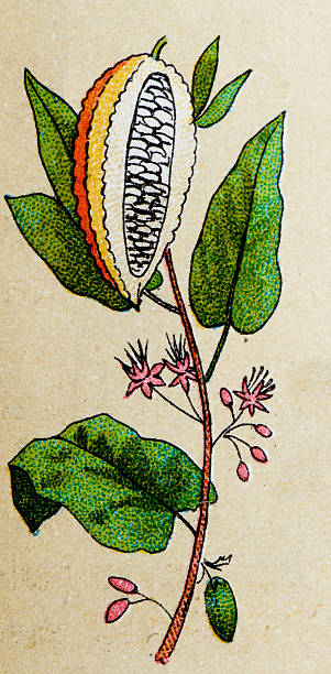 istock Theobroma cacao (cacao tree), plants antique illustration 469252424