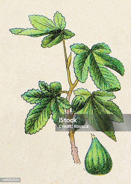 Common Fig Plants Antique Illustration Stock Illustration - Download Image Now - Botany, Fig, Fig Tree