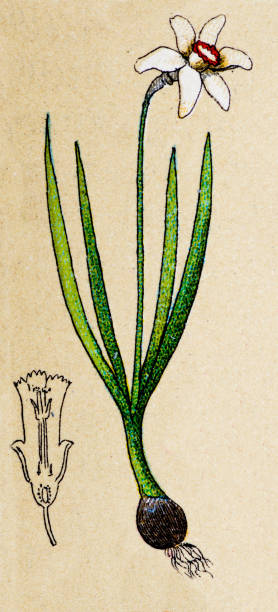 narcissus poeticus (поэт's нарцисс, наргис), растений старые иллюстрация - antique old fashioned daffodil single flower stock illustrations