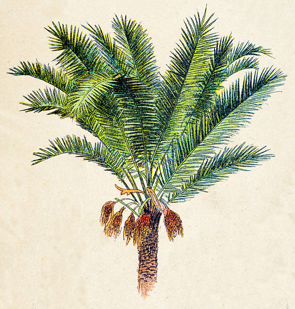 Phoenix dactylifera (date or date palm), plants antique illustration Phoenix dactylifera (date or date palm), plants antique illustration date palm tree stock illustrations