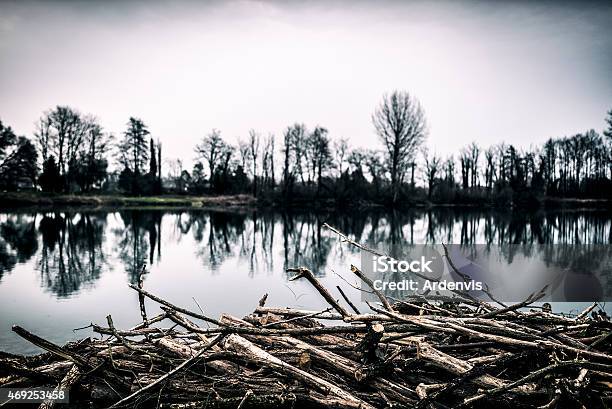 Pila Di Legno Sulla Riva Del Fiume - Fotografie stock e altre immagini di 2015 - 2015, Acqua, Albero