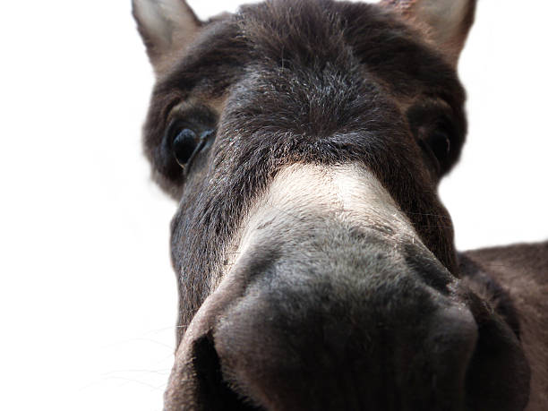 istock Donkey Baby Isolated On White 469257216