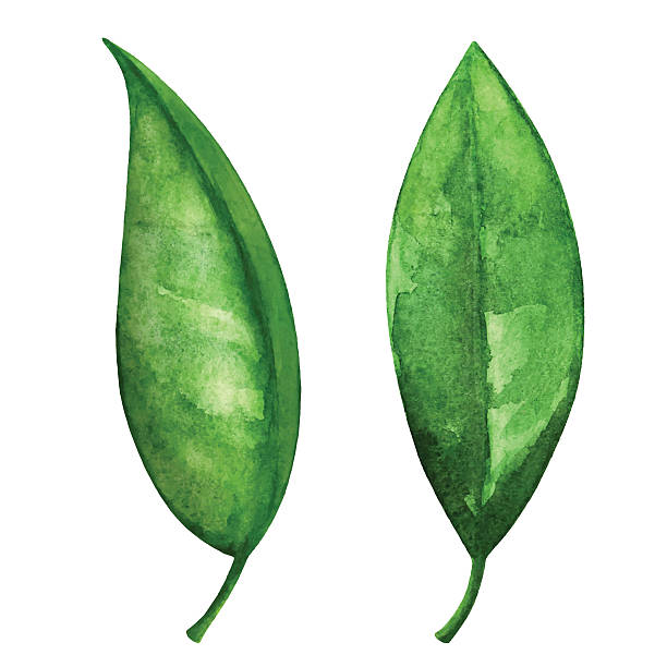 акварельные зеленые листья набор крупным планом изолированные - fine art painting art paint illustration and painting stock illustrations