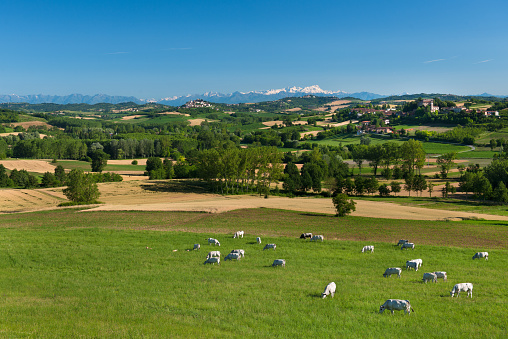hilly landscape Monferrato in Piemonte Italy, with grazing cows