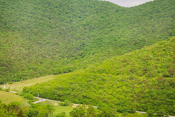istock Rolling green hills of Russian 469258924