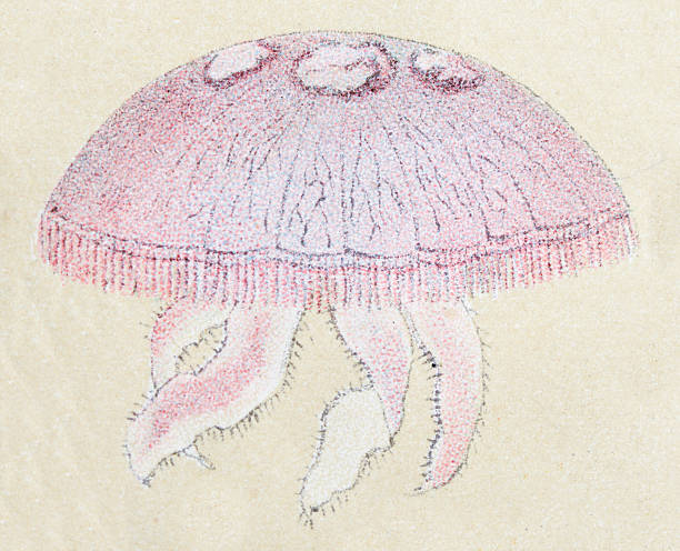 illustrations, cliparts, dessins animés et icônes de méduse, d'animaux antiquités illustration - jellyfish cnidarian illustration and painting engraved image