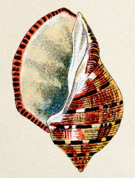 Plicopurpura patula, animals antique illustration