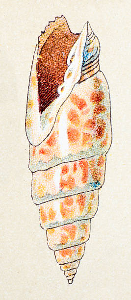 Episcopal miter (Mitra mitra), animals antique illustration