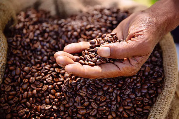 Aromatic and healthy coffee beans that have been freshly roasted