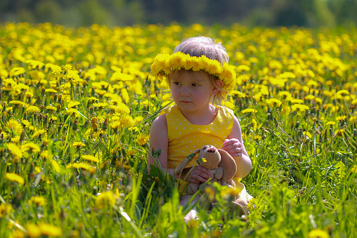 Little girl sitting in dandelion field, the crown of the head
