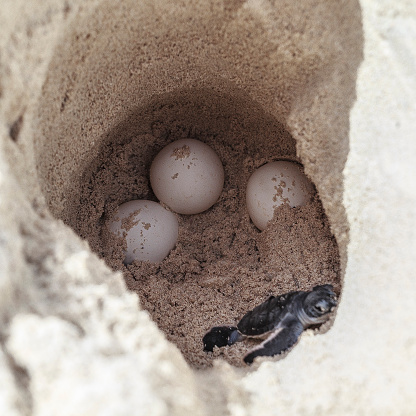 Sea turtle eggs with newborn animal in sand hole at hatchery site.