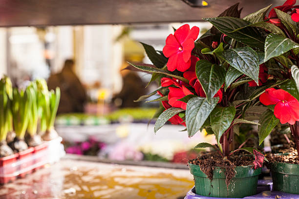 istock Spring outdoor market. 469271184