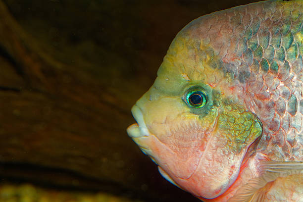 istock Portrait of the Vieja fish 469274046