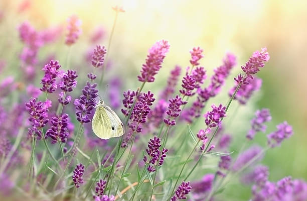 istock Butterfly on lavender flower 469274284