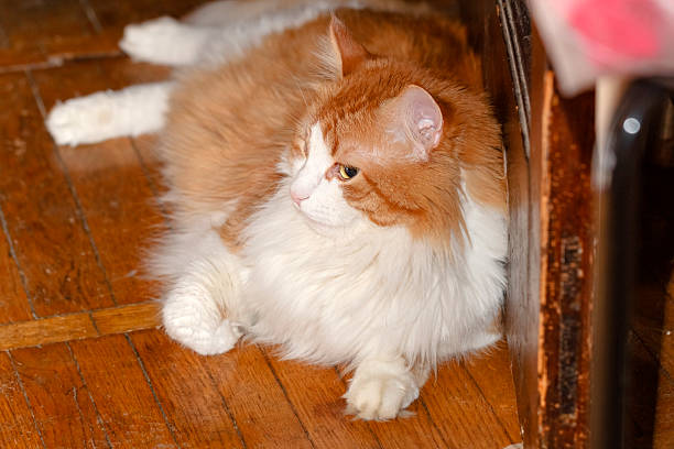 istock Red cat lying on parquet floor 469274376